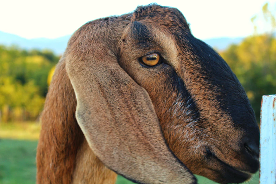 Retrato de una cabra asomada a la cerca